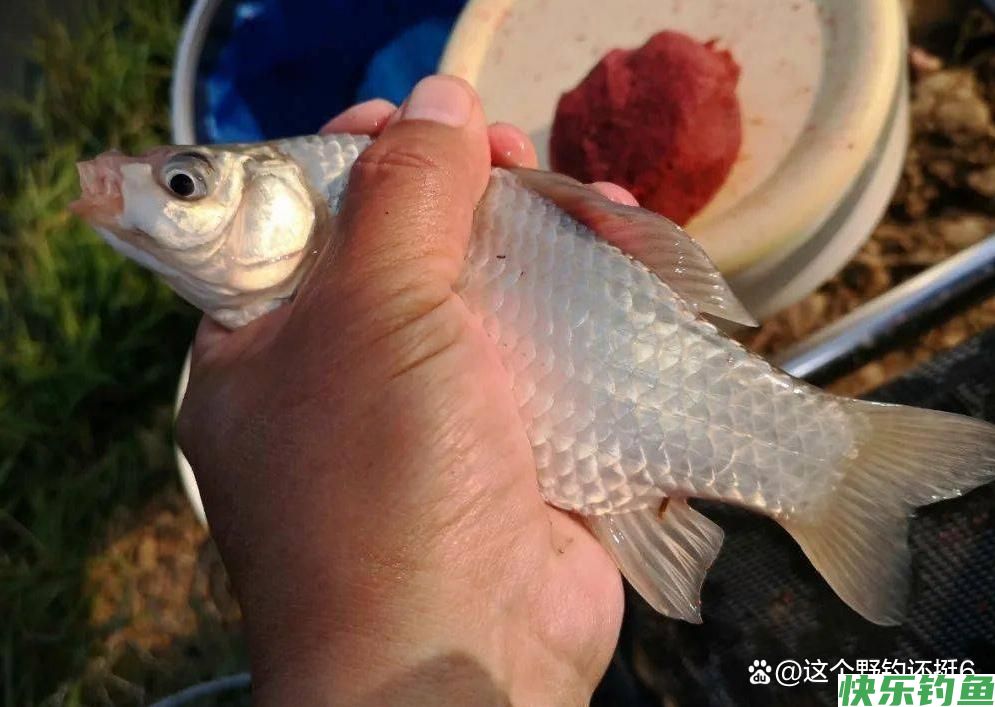 野钓如何选择一支合适的浮漂？明确这三点，加粗目也能调灵敏！(图6)