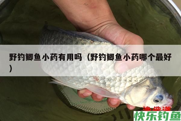 野钓鲫鱼小药有用吗（野钓鲫鱼小药哪个最好）(图1)