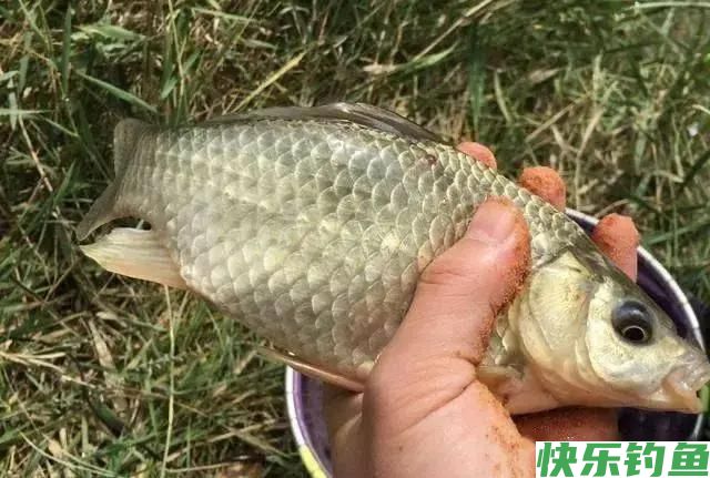 野钓鲫鱼打窝技巧和方法(图1)