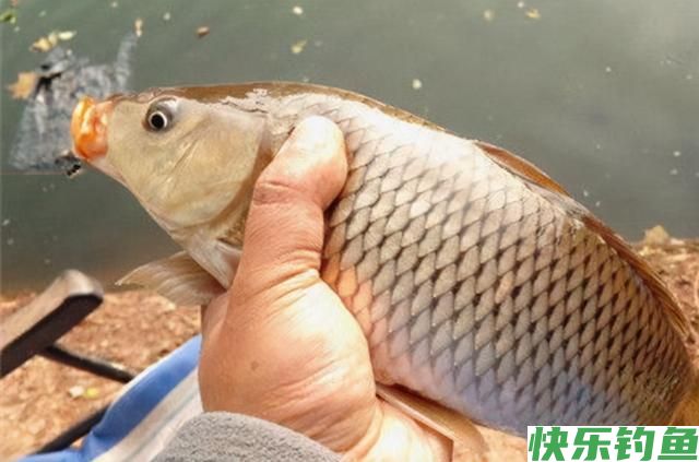 晚春野钓大鲤鱼技巧(图1)