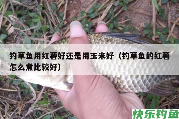 钓草鱼用红薯好还是用玉米好（钓草鱼的红薯怎么煮比较好）(图1)