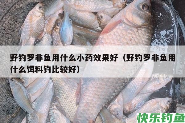 野钓罗非鱼用什么小药效果好（野钓罗非鱼用什么饵料钓比较好）(图1)