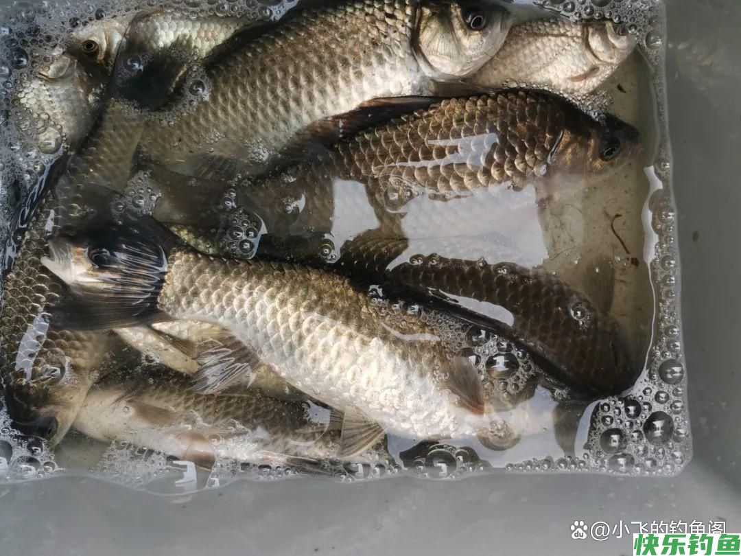 只钓2小时就能顶别人半天的鱼获！野钓务必选对合适的出钓时间(图6)