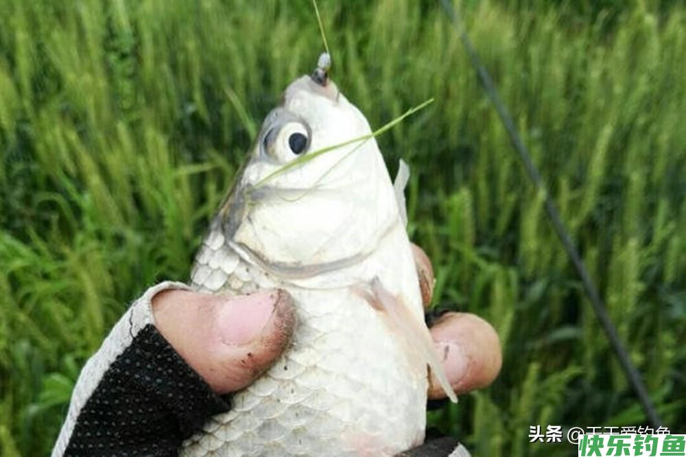 春季野钓满足这4个条件，浅水就能钓到大鲫鱼，新手也能轻松“爆护”(图6)