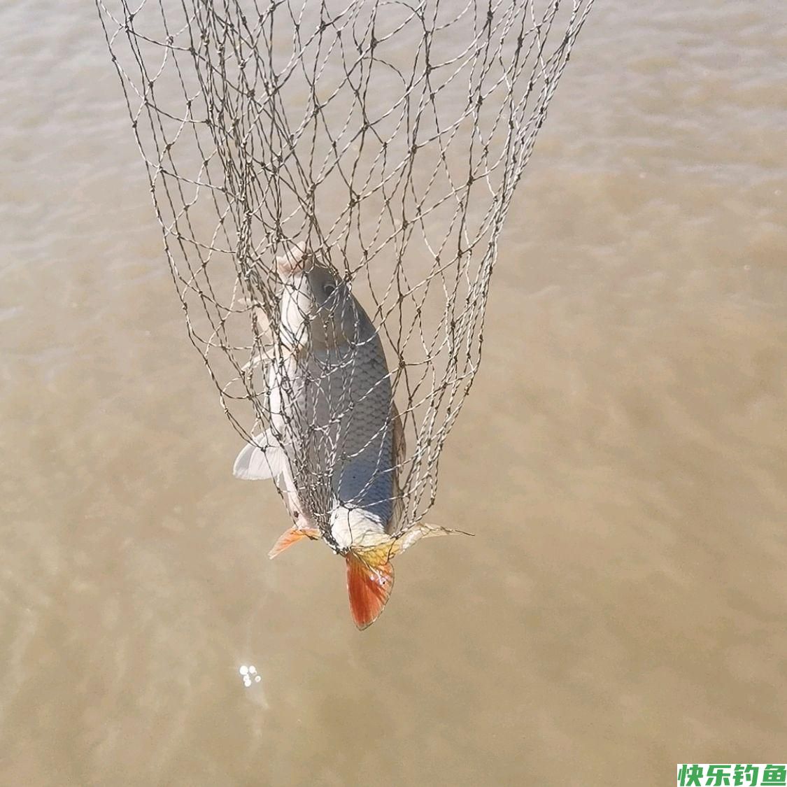 野钓：黄河鲤鱼怎么钓（开饵是关键）(图3)