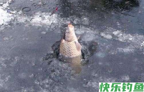 野钓大板鲫，冬天大板鲫都藏在哪里了(图3)