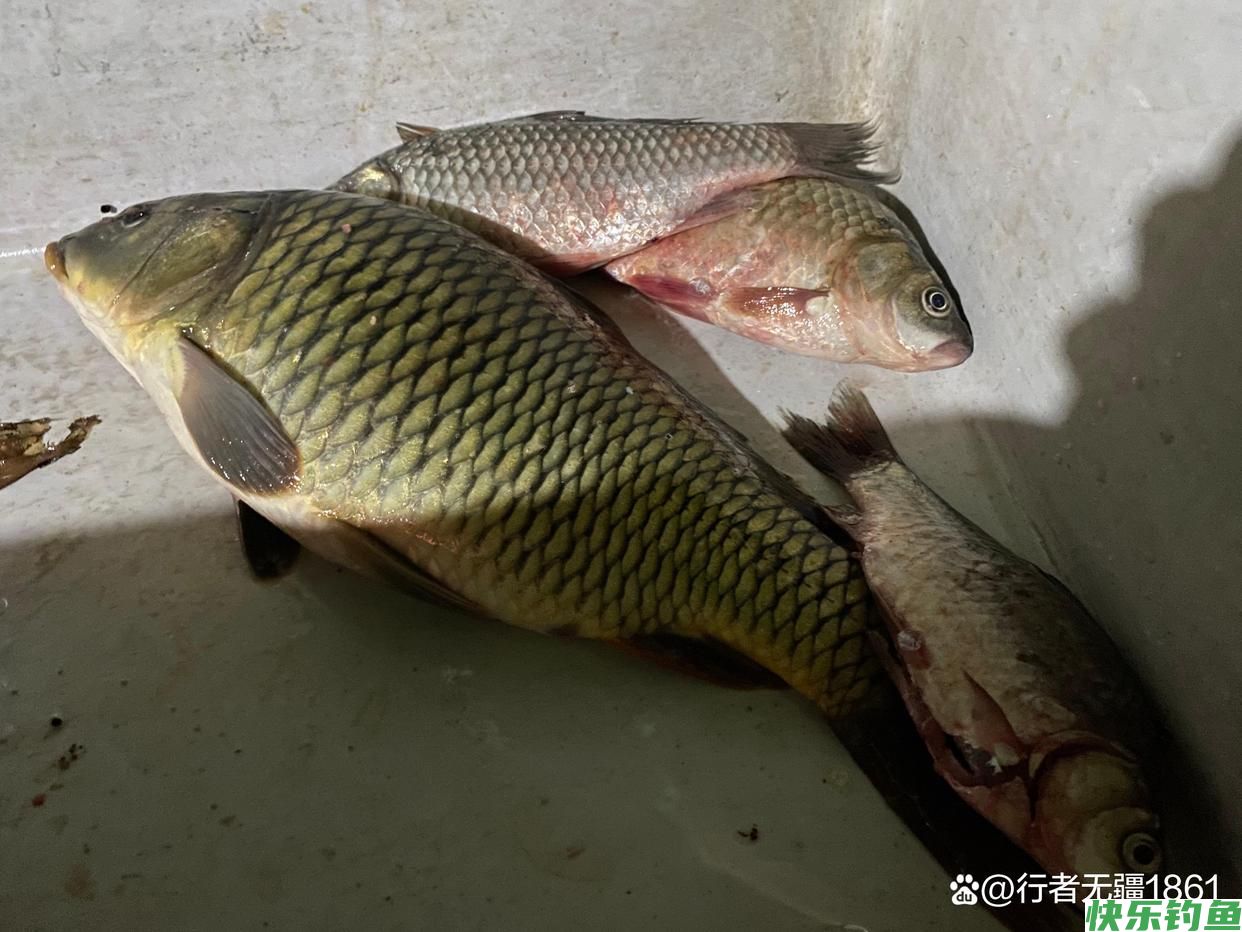 夏季野钓，为什么很多钓友都钓不到鱼？(图3)