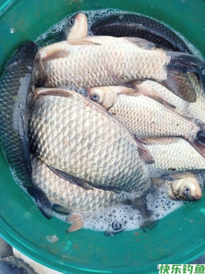 夏季野钓，为什么很多钓友都钓不到鱼？(图1)