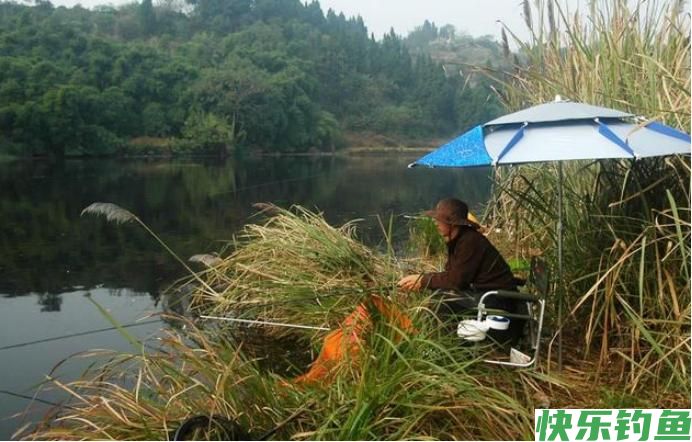 钓草鱼的黄金时间你知道吗？再搭配这套钓法，野钓黑坑都能爆护(图1)