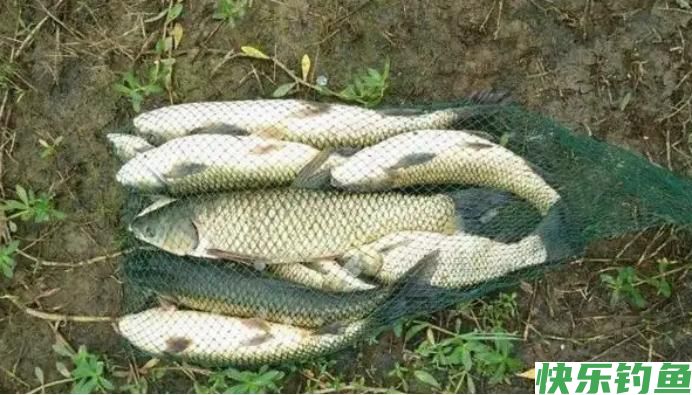 钓草鱼的黄金时间你知道吗？再搭配这套钓法，野钓黑坑都能爆护(图5)