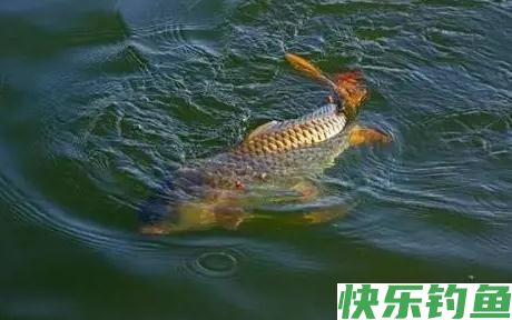 野钓经验之谈 野钓鲤鱼需注意 如何诱鱼是关键(图2)