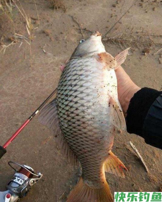 野钓经验之谈 野钓鲤鱼需注意 如何诱鱼是关键(图5)