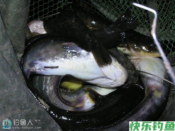 夏秋时节夜钓鲶鱼的技巧全解析(图1)