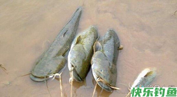 夏秋夜钓鲶鱼的经验之谈（钓法、钓饵、线组）(图1)
