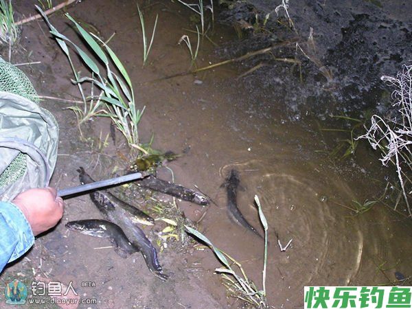 初秋插边竿夜钓鲶鱼攻略(图1)