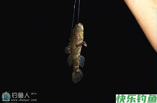 夏季夜钓鲶鱼的三个技巧(图2)