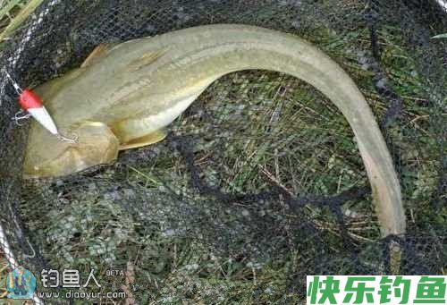 夏季垂钓养殖鲶鱼的技巧解析(图1)