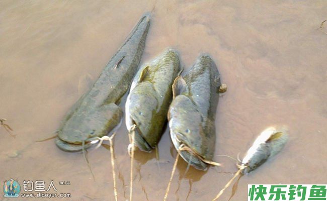 鲶鱼的生活习性以及钓法解析(图1)