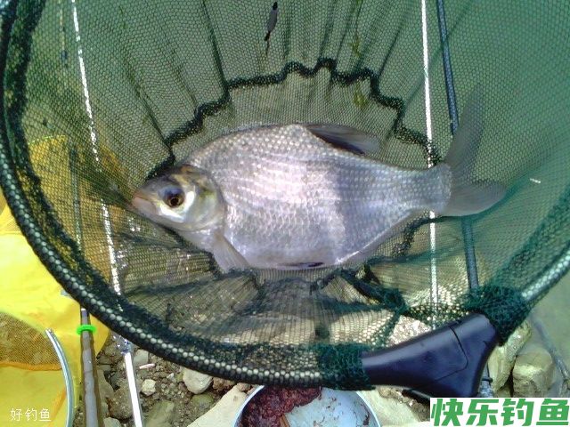 夏季垂钓鳊鱼的鱼竿、鱼线、浮漂等选择技巧(图2)