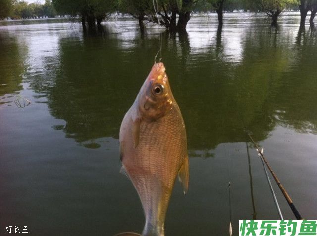 夏钓之鳊鱼的5个技巧(图3)