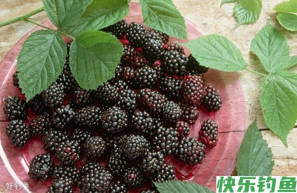 春夏季钓鳊鱼的三种钓法技巧(图2)