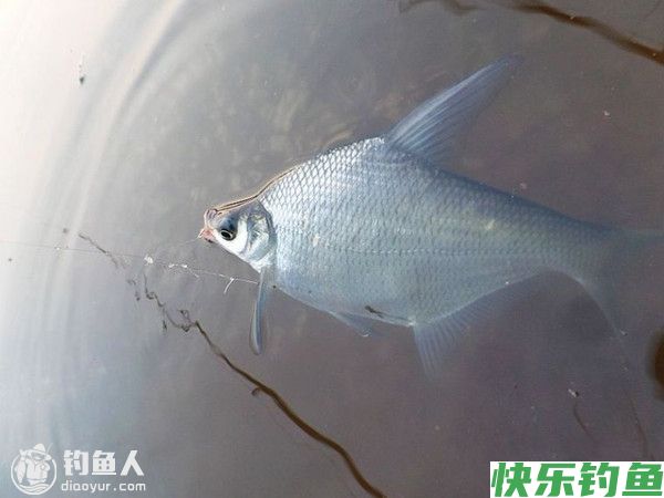 老钓友野钓鳊鱼用饵打窝及钓法总结(图1) 老钓友野钓鳊鱼用饵打窝及钓法总结(图1)