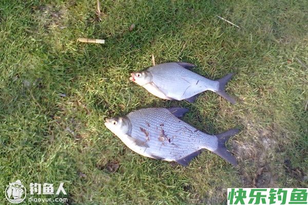 四季钓鳊鱼的技巧分享(图1) 四季钓鳊鱼的技巧分享(图1)