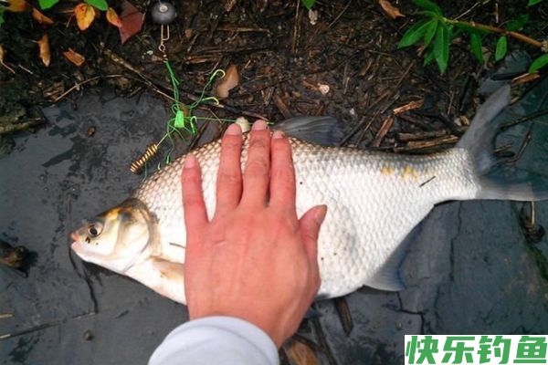 钓友分享手海竿秋钓鳊鱼的技巧(图1) 钓友分享手海竿秋钓鳊鱼的技巧(图1)
