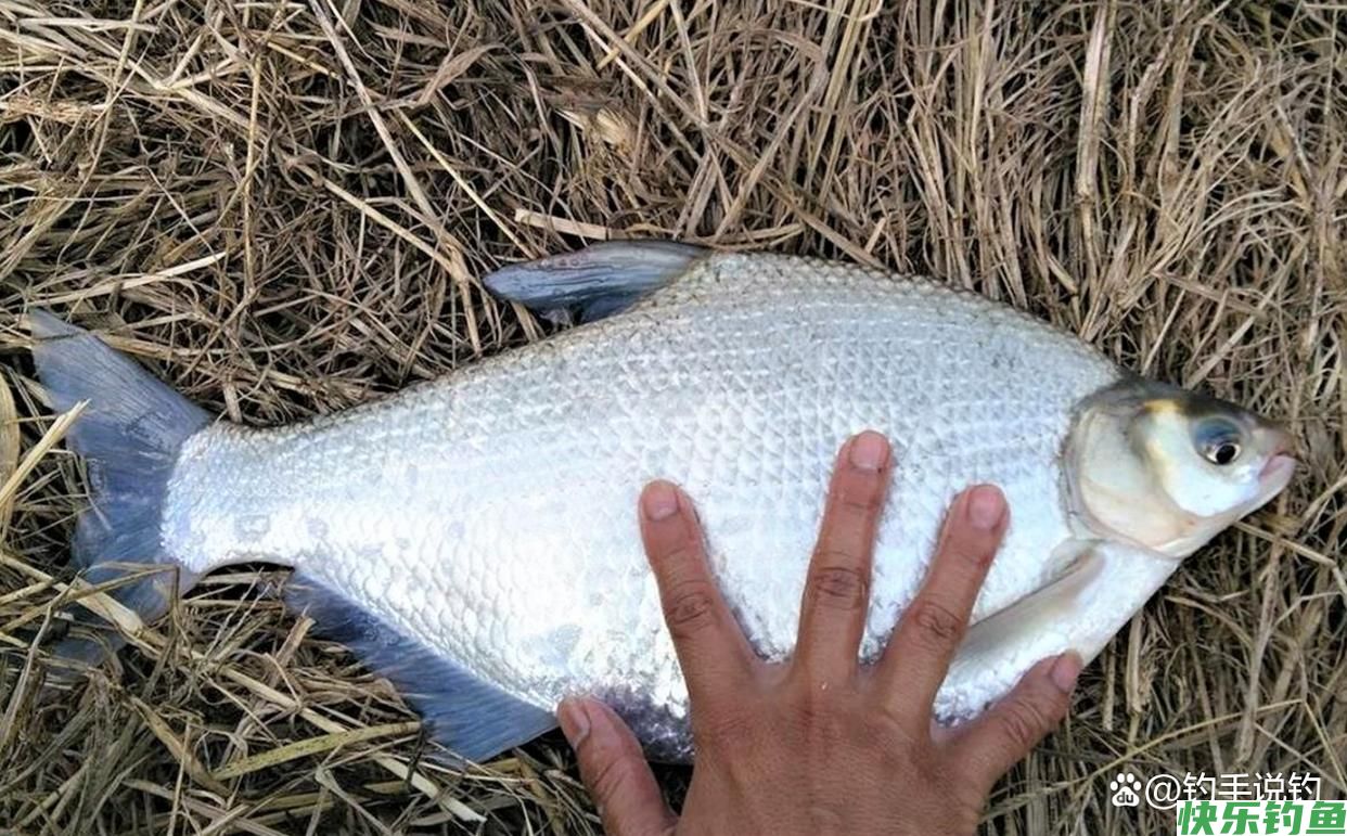 钓鱼怎样钓到鳊鱼？手竿钓翘嘴有什么技巧？(图6)
