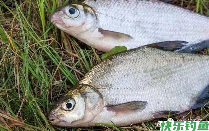 钓鳊鱼怎么调漂效果好？(图1)