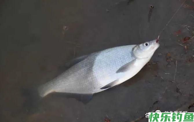 钓鳊鱼怎么调漂效果好？(图3)