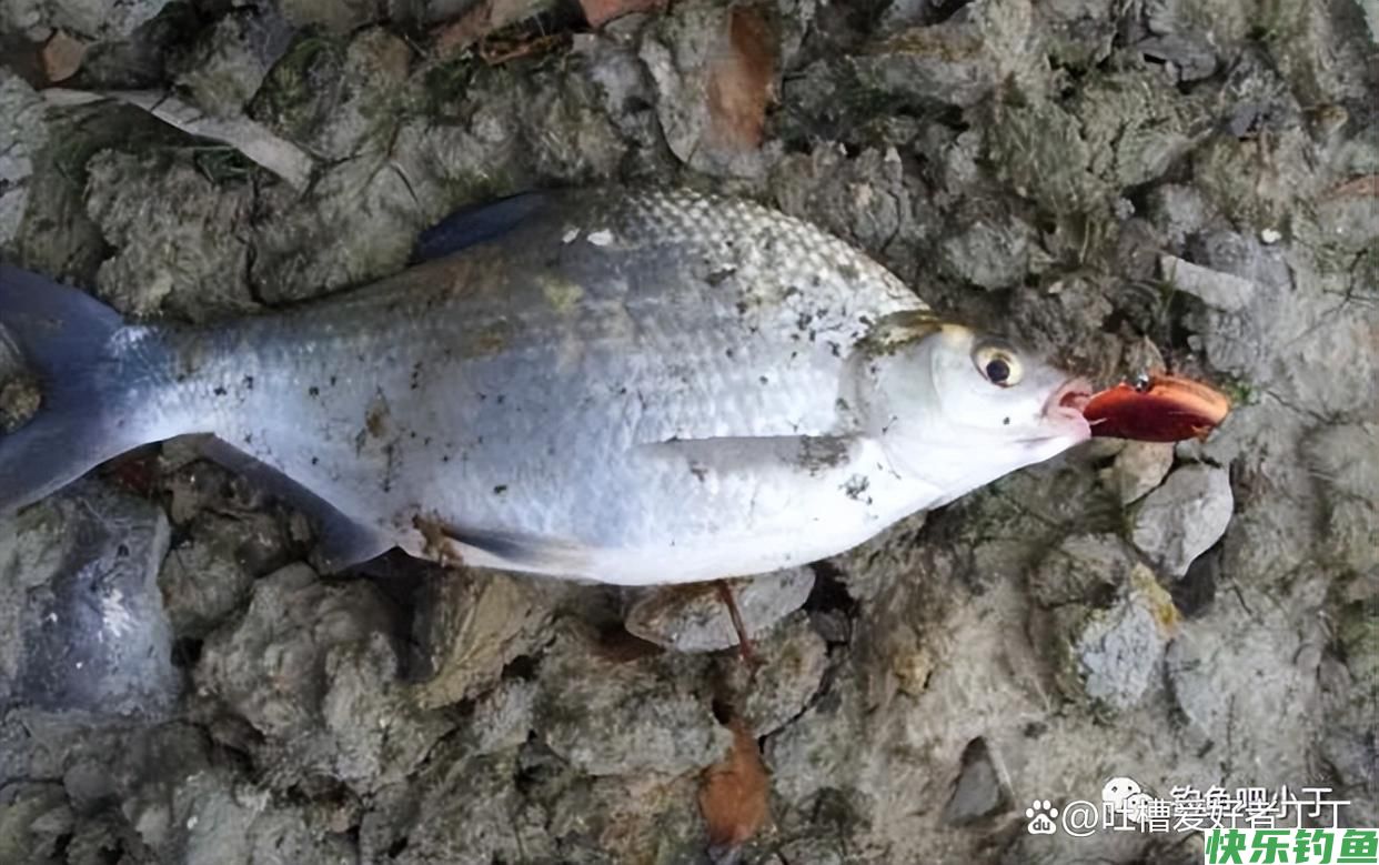 钓鳊鱼技巧及饵料配方(图1) 钓鳊鱼技巧及饵料配方(图1)