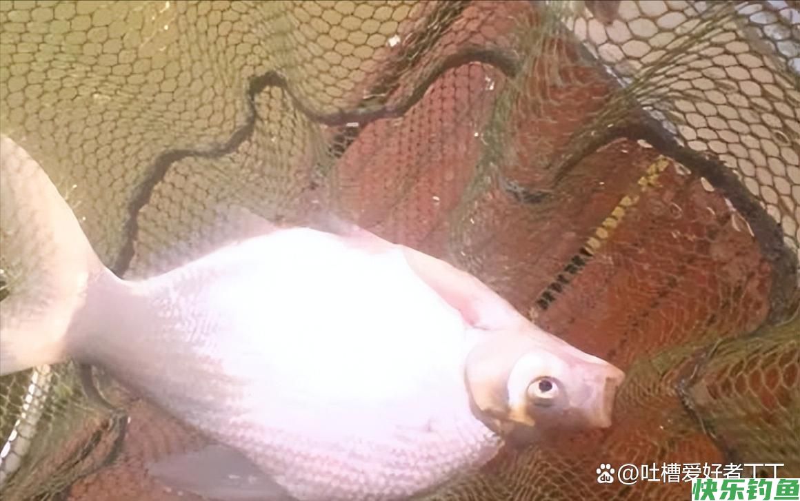 钓鳊鱼技巧及饵料配方(图2) 钓鳊鱼技巧及饵料配方(图2)