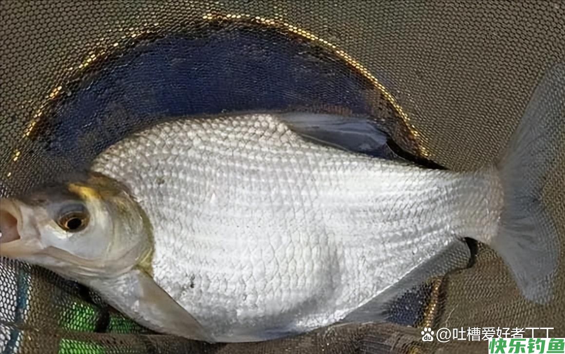钓鳊鱼技巧及饵料配方(图5) 钓鳊鱼技巧及饵料配方(图5)