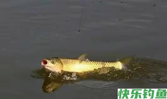 初夏钓鳊鱼的实用技巧,效果杠杠的!(图5) 初夏钓鳊鱼的实用技巧,效果杠杠的!(图5)