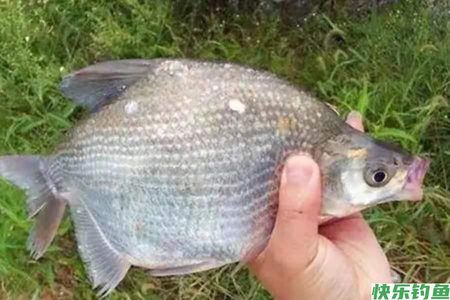 鳊鱼不管在哪钓，只需按我说的做，不吹不黑，比狂拉鲫鱼还舒服(图1)