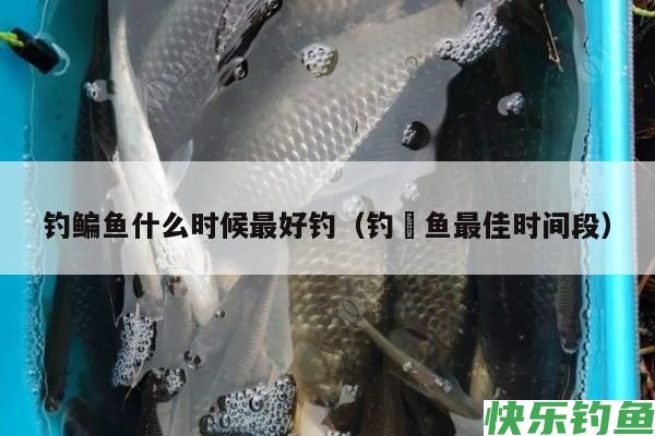 钓鳊鱼什么时候最好钓（钓鮰鱼最佳时间段）(图1)