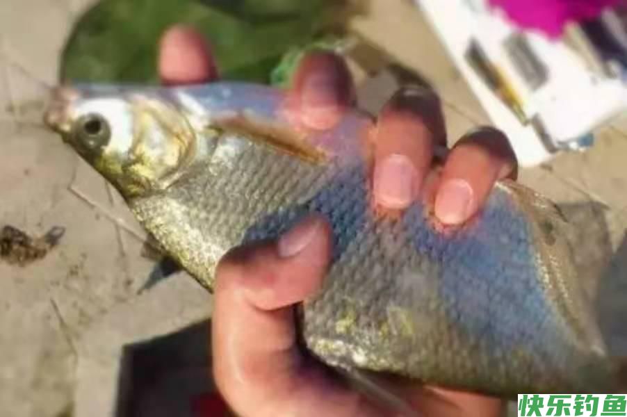 鳊鱼才最难钓?殊不知换用这锦囊妙计,钓了一尾又一尾(图1) 鳊鱼才最难钓?殊不知换用这锦囊妙计,钓了一尾又一尾(图1)