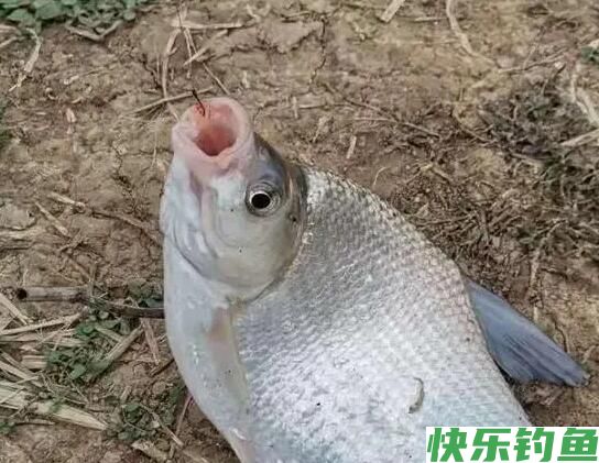 春季水库钓鳊鱼，掌握这几点，让你鱼口不断，过足连竿瘾！