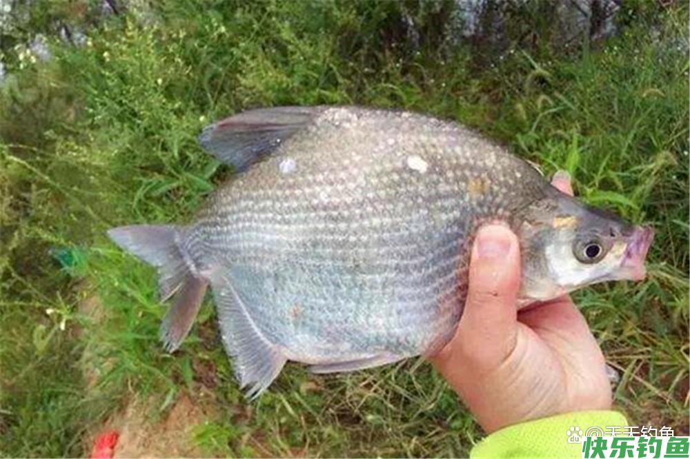 春季野钓鳊鱼，用这2种方法钓离底，效果好的出奇