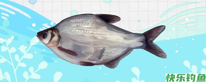 鳊鱼钓底还是钓浮，钓多深(图1)