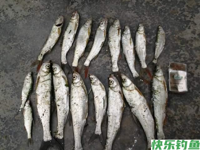 冬天除了鲫鱼和小鱼还能钓其他鱼吗？可以，但钓法非主流(图2)
