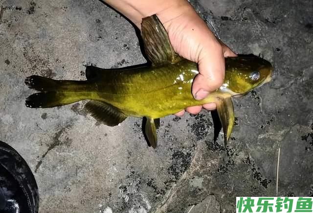 冬天除了鲫鱼和小鱼还能钓其他鱼吗？可以，但钓法非主流(图3)
