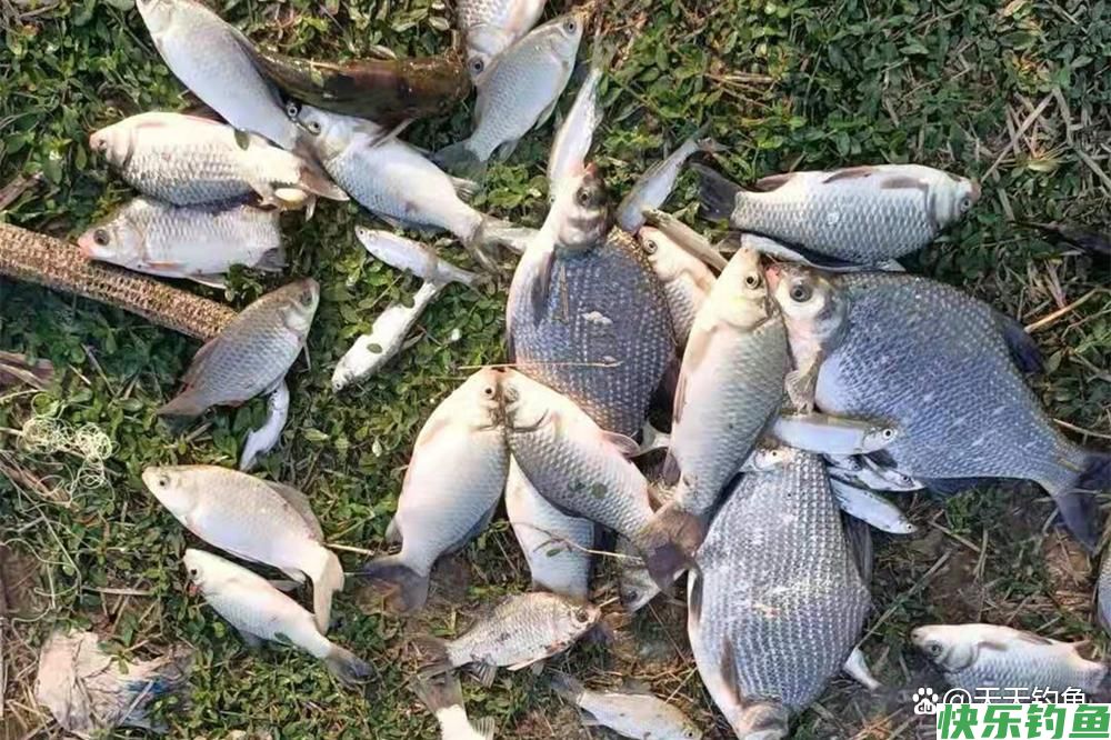 野钓鳊鱼,用这种“非常规”钓法,上鱼快人一步,妥妥的爆护(图1) 野钓鳊鱼,用这种“非常规”钓法,上鱼快人一步,妥妥的爆护(图1)