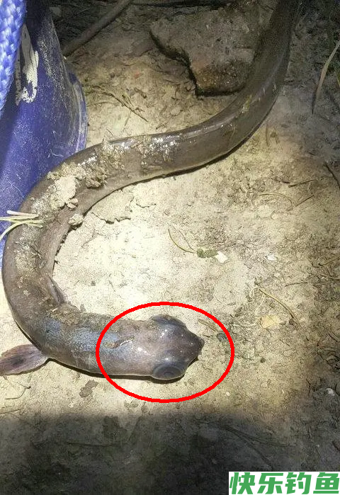 男子河里钓了条大眼鱼，网友纷纷劝其丢了，男子：我觉得还能吃(图5)