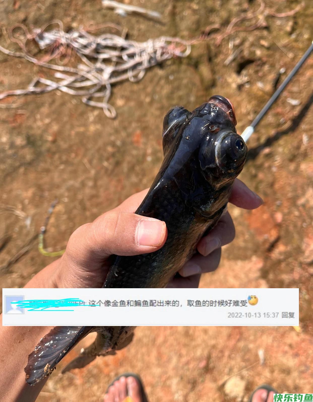 男子河里钓了条大眼鱼，网友纷纷劝其丢了，男子：我觉得还能吃(图1)