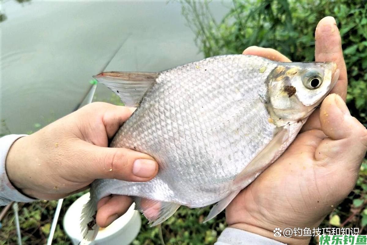 仲秋的鳊鱼最活跃,仲秋时钓鳊鱼的4个要点,正确钓法和饵料配方(图3) 仲秋的鳊鱼最活跃,仲秋时钓鳊鱼的4个要点,正确钓法和饵料配方(图3)