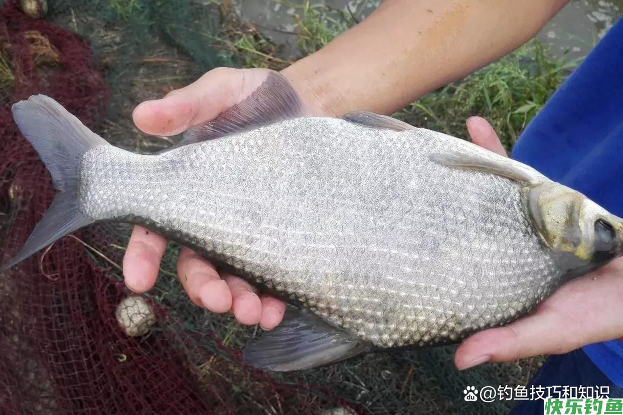 仲秋的鳊鱼最活跃,仲秋时钓鳊鱼的4个要点,正确钓法和饵料配方(图4) 仲秋的鳊鱼最活跃,仲秋时钓鳊鱼的4个要点,正确钓法和饵料配方(图4)
