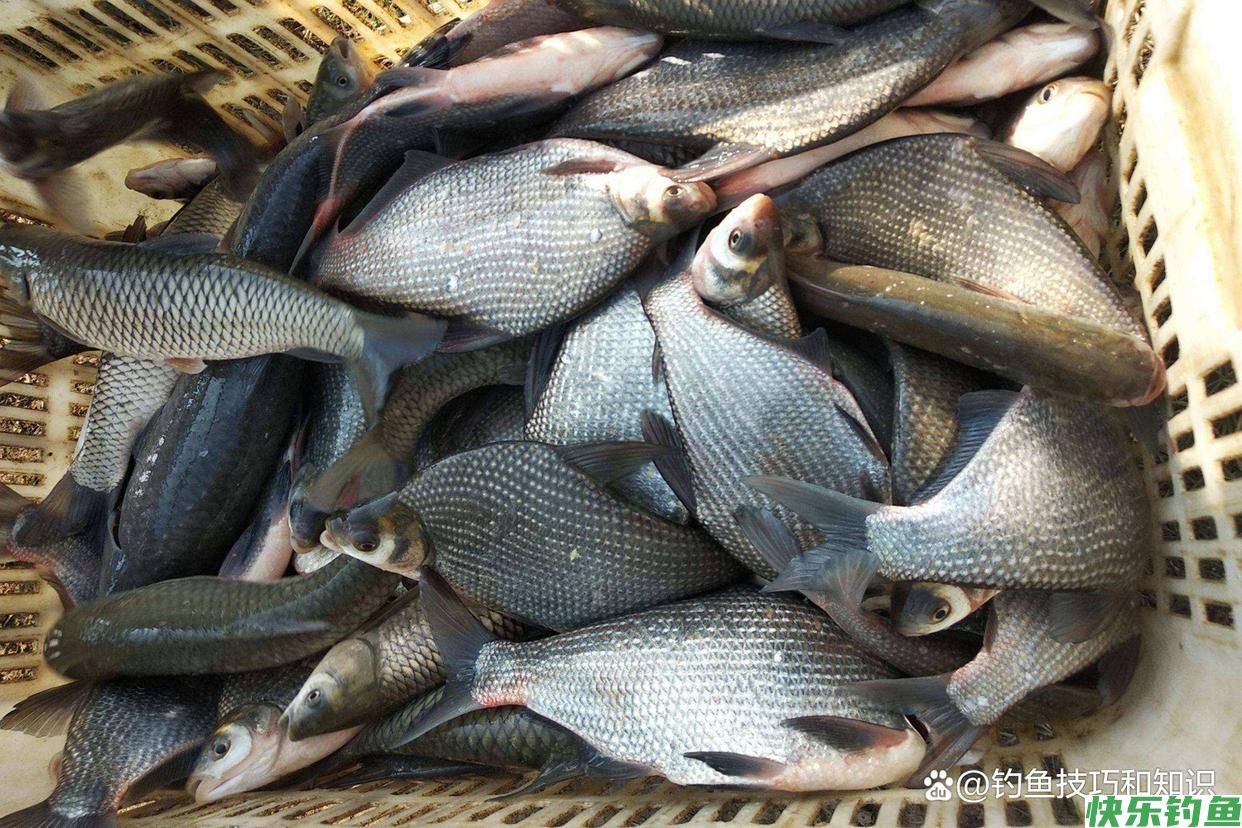仲秋的鳊鱼最活跃,仲秋时钓鳊鱼的4个要点,正确钓法和饵料配方(图5) 仲秋的鳊鱼最活跃,仲秋时钓鳊鱼的4个要点,正确钓法和饵料配方(图5)