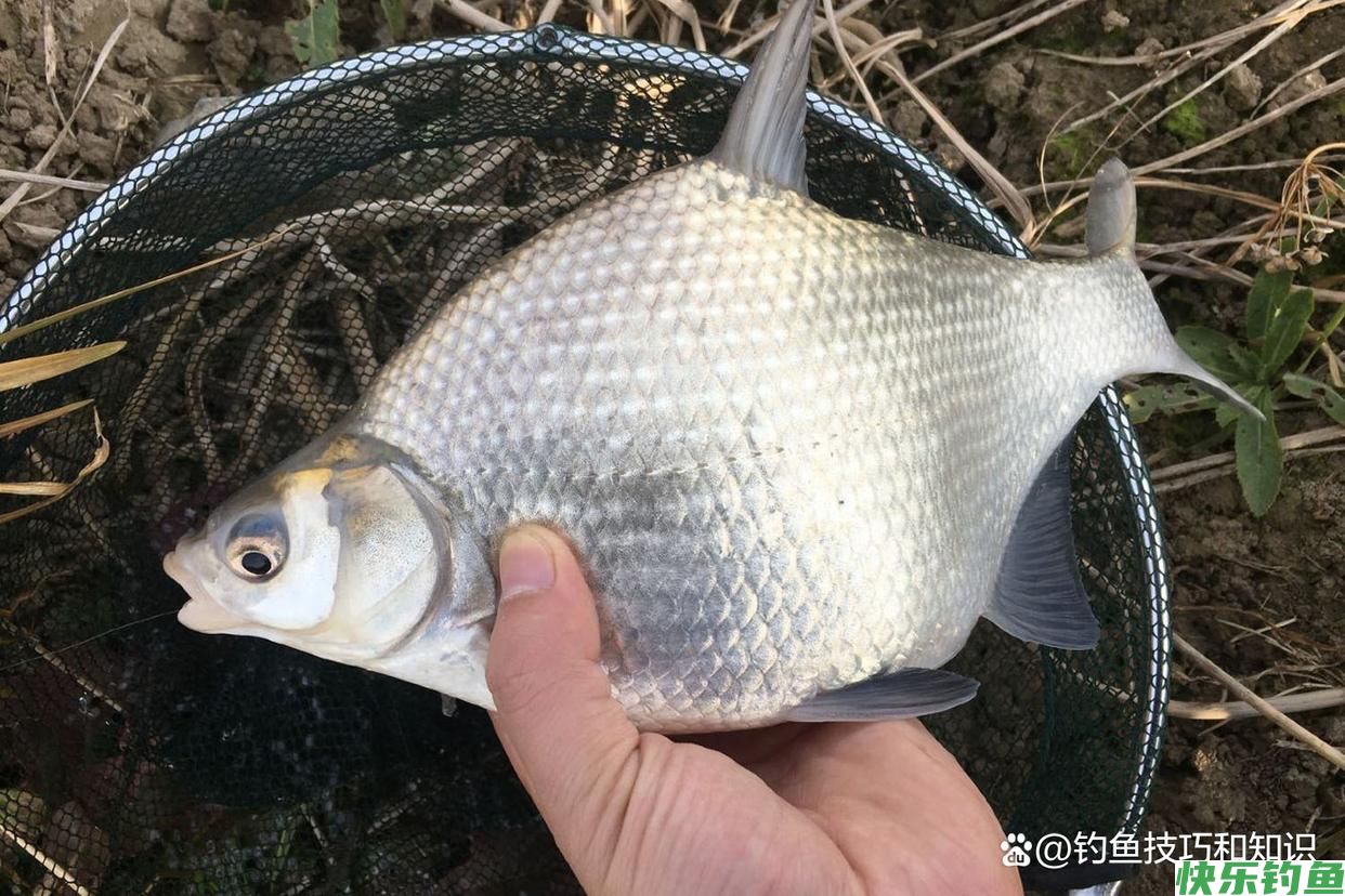 仲秋的鳊鱼最活跃，仲秋时钓鳊鱼的4个要点，正确钓法和饵料配方